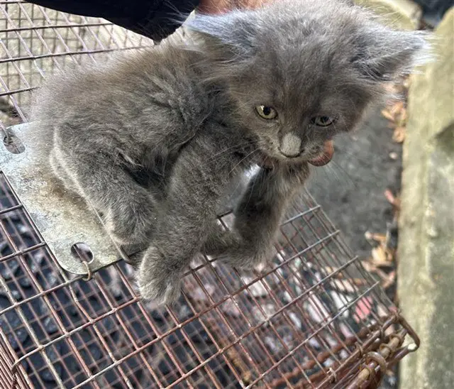 Unknown - Domestic Long Hair