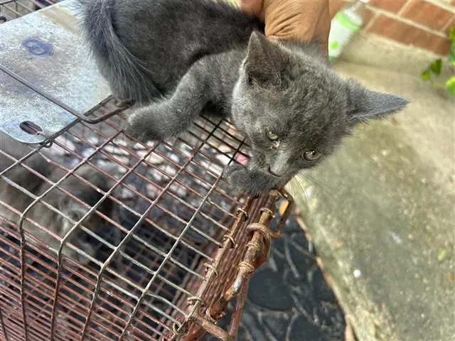 Unknown - Domestic Short Hair
