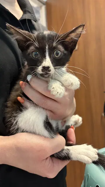 Unknown - Domestic Short Hair