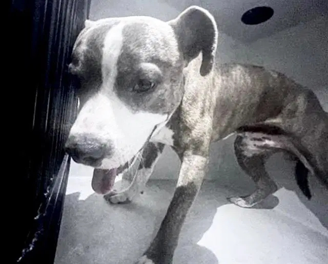 Draco - Pit Bull Terrier