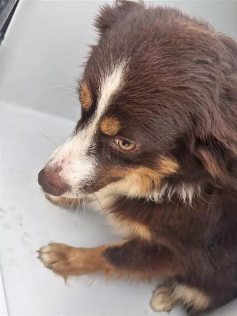 Unknown - Australian Shepherd