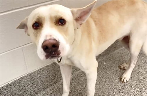 SNOOP, a dog for adoption from Harris County Pets