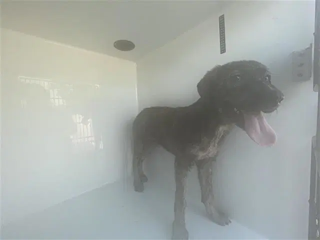 Unknown - Pit Bull Terrier