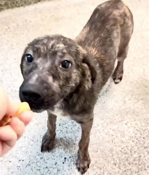 TOOTSIE, a dog for adoption from Harris County Pets
