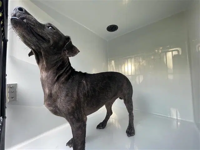Jack Frost - Dachshund
