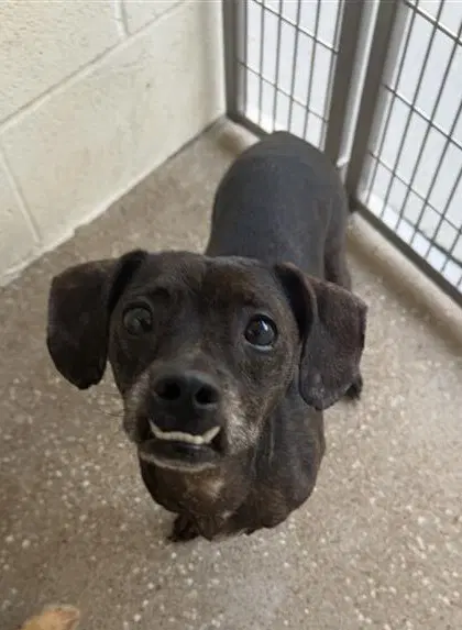 Jack Frost - Dachshund