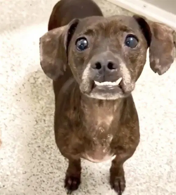 Jack Frost - Dachshund