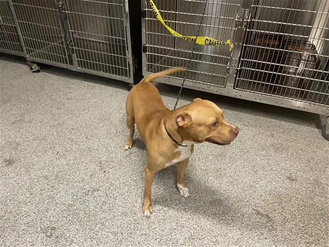 Unknown - Pit Bull Terrier