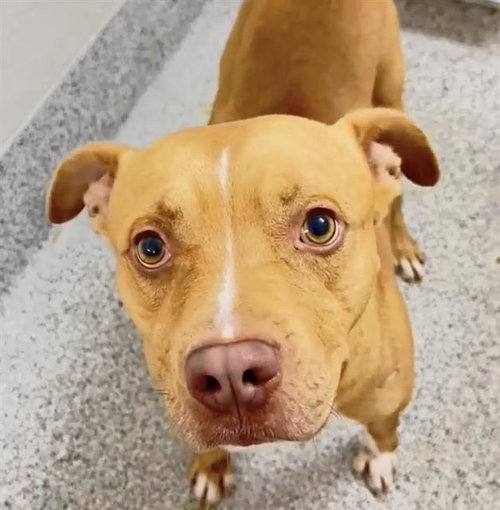 CEDRIC, a dog for adoption from Harris County Pets