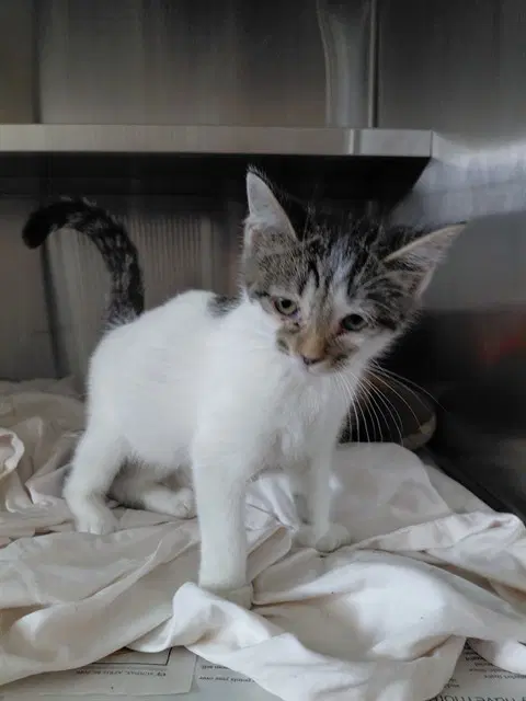Unknown - Domestic Short Hair