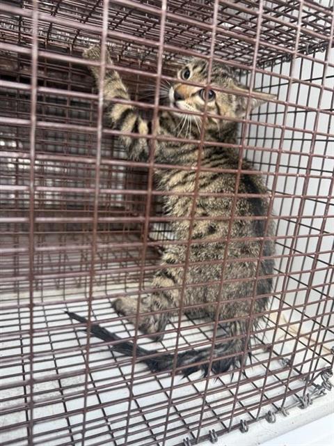 A661639, a cat for adoption from Harris County Pets