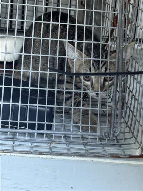 A661640, a cat for adoption from Harris County Pets