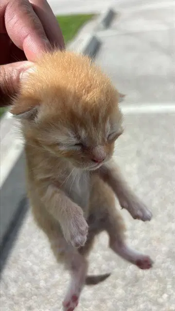 Unknown - Domestic Short Hair