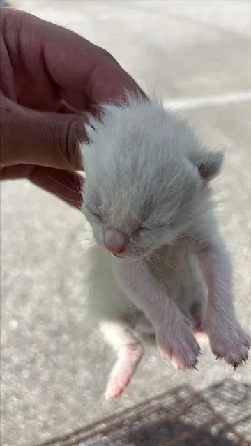 Unknown - Domestic Short Hair