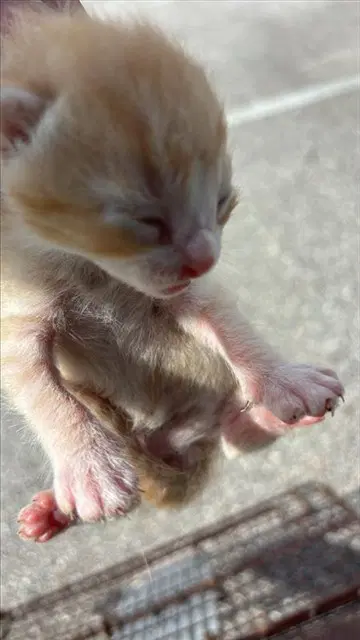 Unknown - Domestic Short Hair