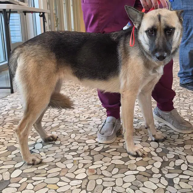 Shakira - German Shepherd Dog