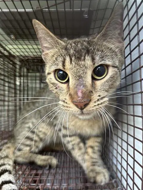 Unknown - Domestic Short Hair