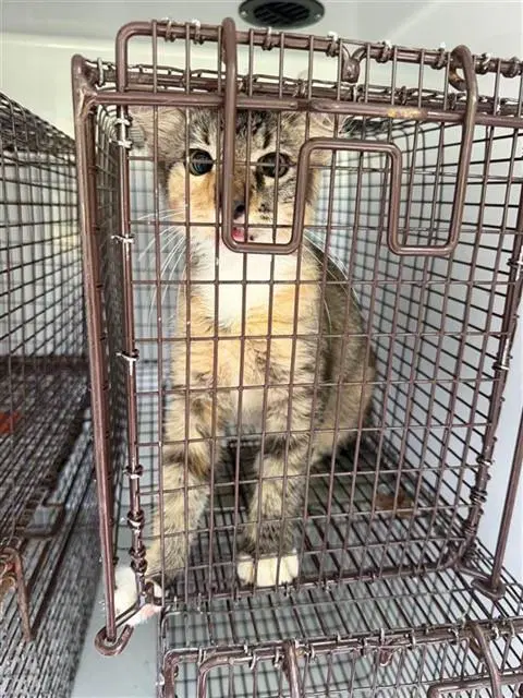 Unknown - Domestic Short Hair