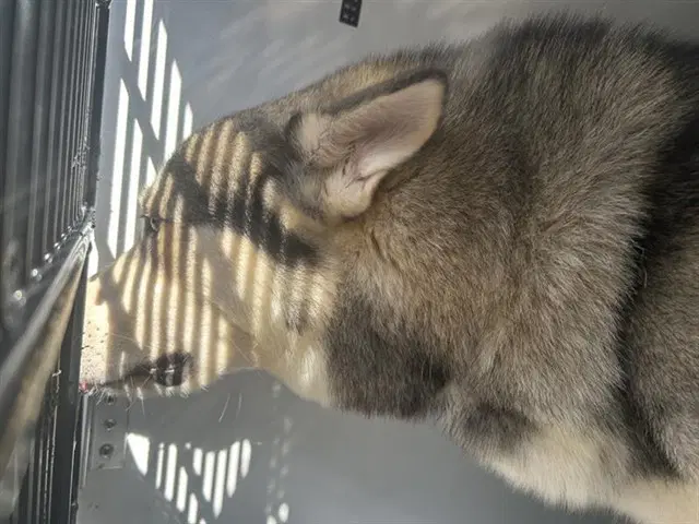 Unknown - Husky