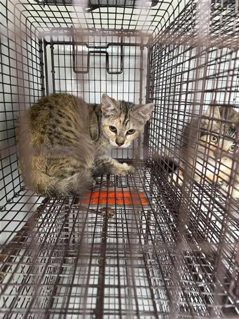 Unknown - Domestic Short Hair