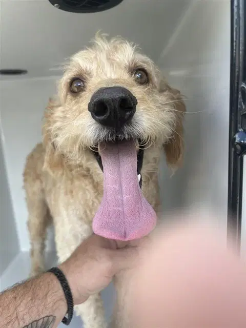 Unknown - Poodle (Standard)