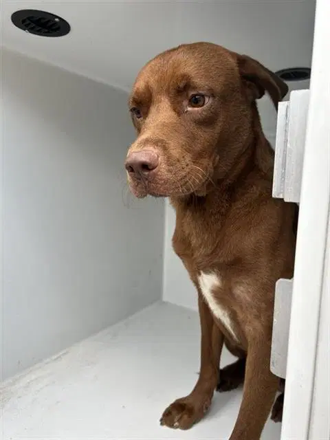 Unknown - Labrador Retriever