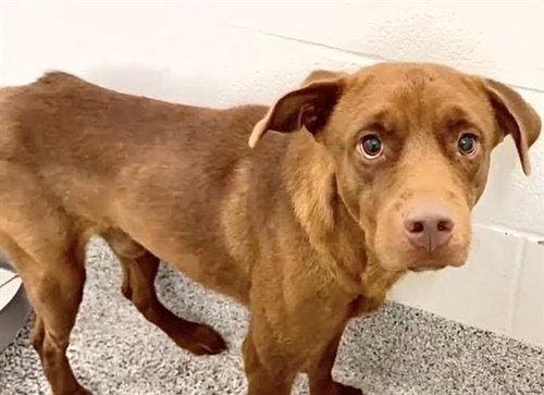 CLAYTONLEDGER, a dog for adoption from Harris County Pets