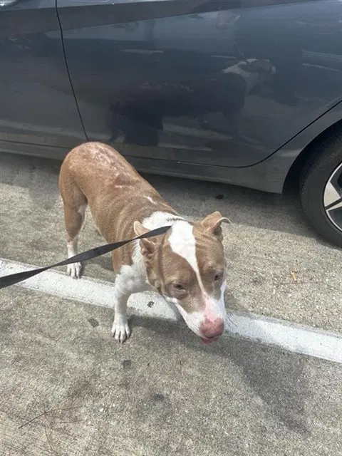 Unknown - Pit Bull Terrier