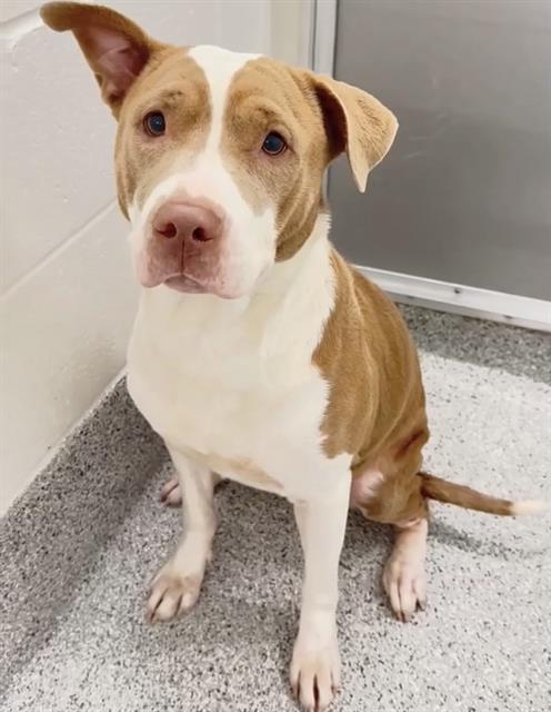 LOLLY, a dog for adoption from Harris County Pets