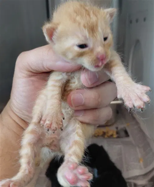 Unknown - Domestic Short Hair