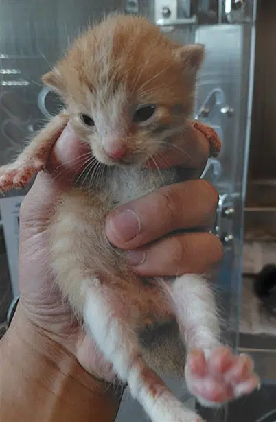 Unknown - Domestic Short Hair