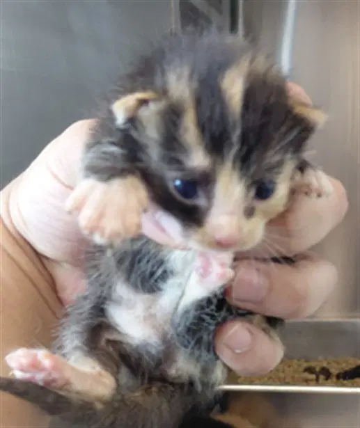 Unknown - Domestic Short Hair