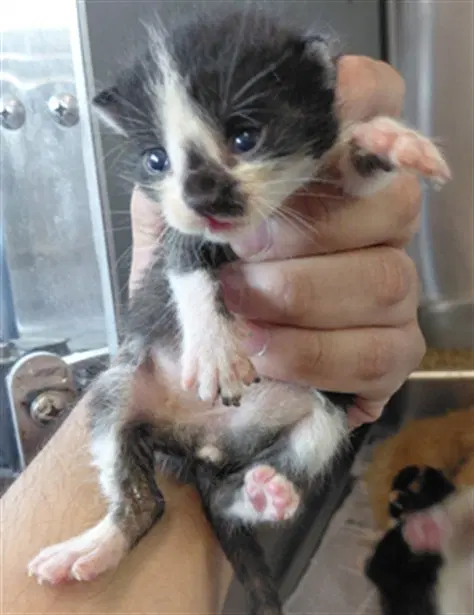 Unknown - Domestic Short Hair