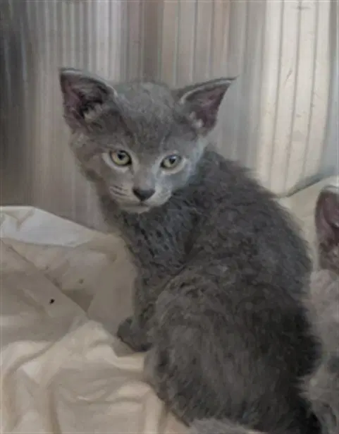 Unknown - Domestic Short Hair