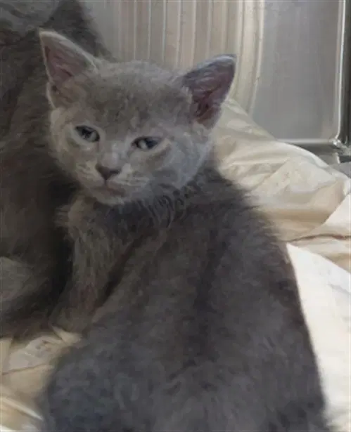 Unknown - Domestic Short Hair