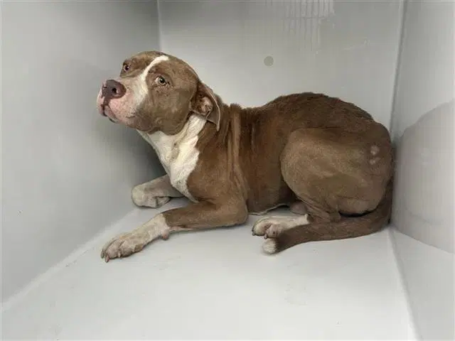 Unknown - Pit Bull Terrier