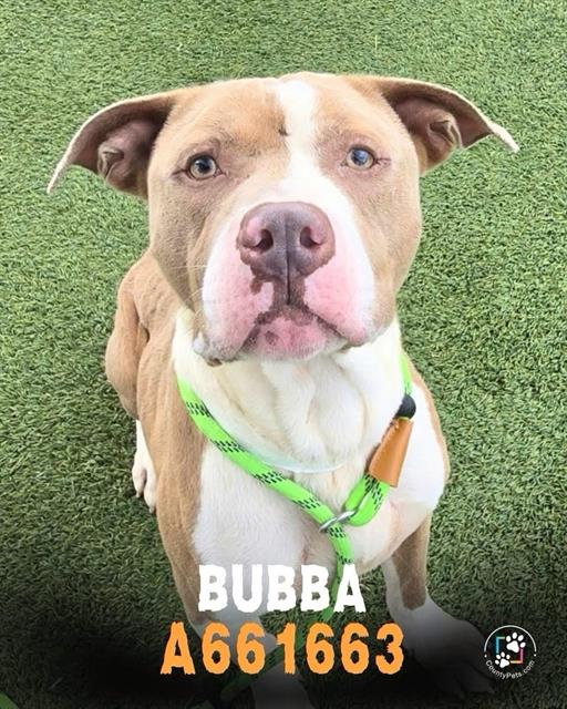 BUBBA