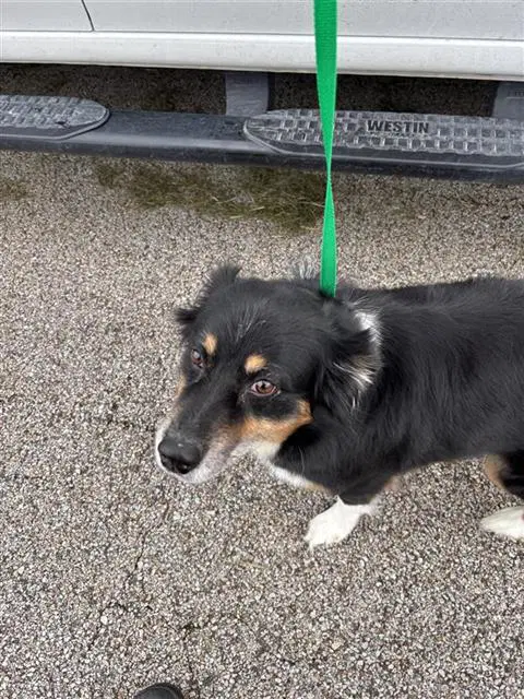 Unknown - Australian Shepherd