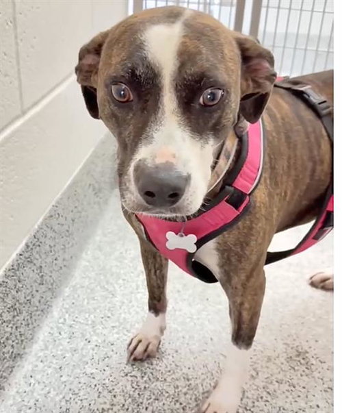 LADY, a dog for adoption from Harris County Pets