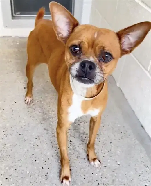 Unknown - Chihuahua