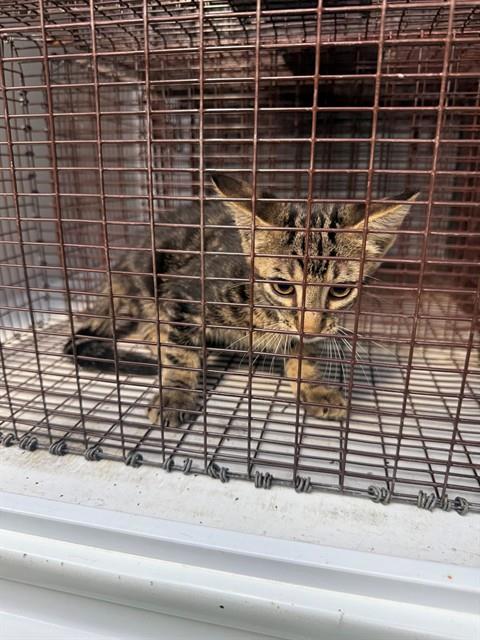 A661705, a cat for adoption from Harris County Pets