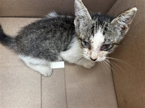 A661706, a cat for adoption from Harris County Pets