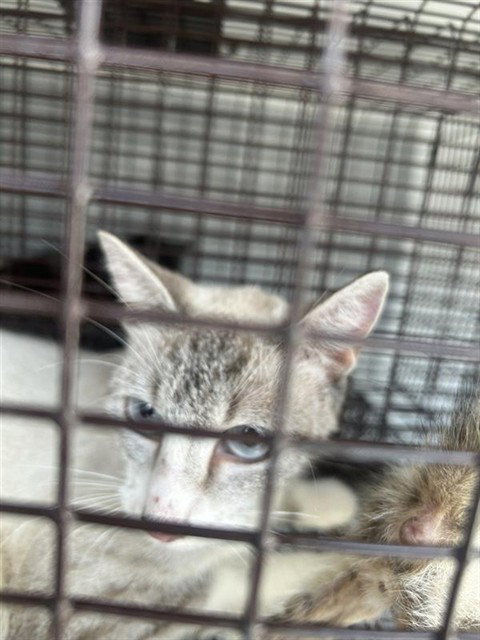 A661715, a cat for adoption from Harris County Pets