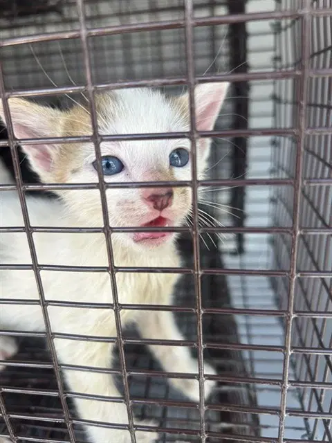 Unknown - Domestic Short Hair
