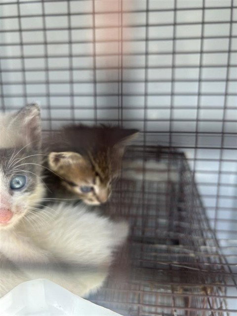 A661718, a cat for adoption from Harris County Pets