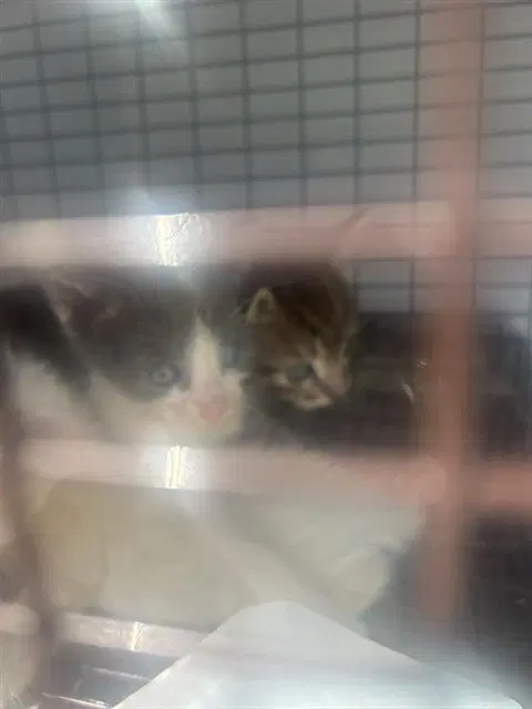 Unknown - Domestic Short Hair