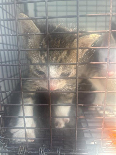 A661724, a cat for adoption from Harris County Pets