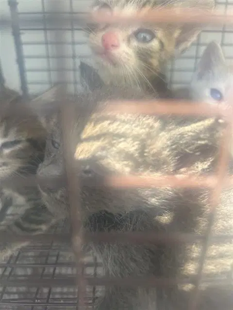 Unknown - Domestic Short Hair