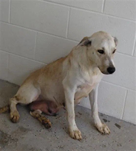 Unknown - Labrador Retriever