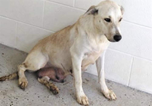 A661726, a dog for adoption from Harris County Pets